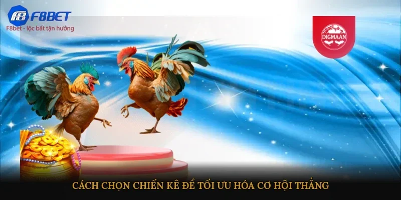 Cách chọn chiến kê để tối ưu hóa cơ hội thắng