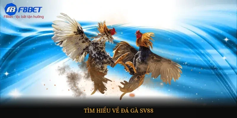 Tìm hiểu về Đá gà SV88